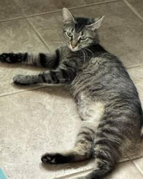 Pennelope -  Domestic Short Hair Cat for Adoption in Lemoyne, Pennsylvania - Pennelope | PetCurious