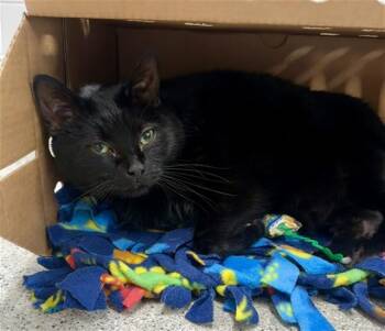 Domestic Short Hair Cats Available for Adoption in Omaha, Nebraska - TINA | PetCurious