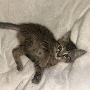 Kipper -  Domestic Short Hair Cat for Adoption in Cumming, Georgia - Kipper | PetCurious