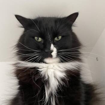 Samuel -  Domestic Long Hair Cat for Adoption in Warwick, Rhode Island - Samuel | PetCurious