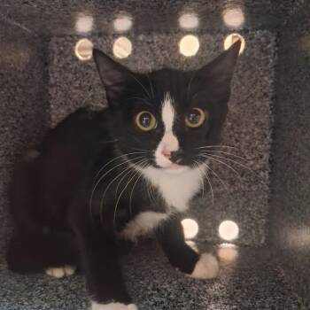Tux -  American Shorthair Cat for Adoption in Lufkin, Texas - Tux | PetCurious