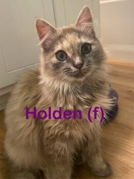 Rescue Domestic Long Hair Cats for Adoption in New Bern, North Carolina - HOLDEN Kitty (f) | PetCurious