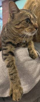 Grady -  Domestic Short Hair Cat for Adoption - Grady | PetCurious