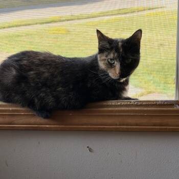 Bindi & Hummingbird -  Domestic Short Hair Cat for Adoption in Buffalo, New York - Bindi & Hummingbird | PetCurious