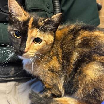TUSC-Stray-84682 -  Domestic Short Hair Cat for Adoption in Tuscaloosa, Alabama - TUSC-Stray-84682 | PetCurious
