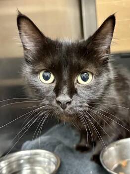 Domestic Medium Hair Cats Available for Adoption in Wichita, Kansas - Alabaster | PetCurious