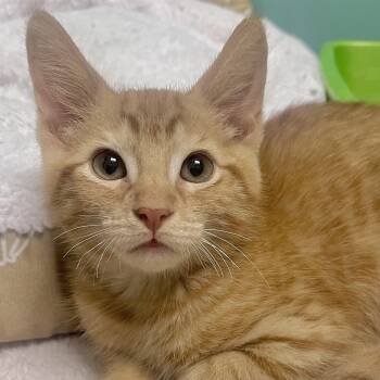 Pipsqueak -  Domestic Short Hair Cat for Adoption in Pontiac, Michigan - Pipsqueak | PetCurious