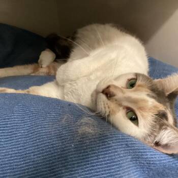 Sugar Plum -  Domestic Short Hair Cat Available for Adoption in Redwood City, California - Sugar Plum | PetCurious