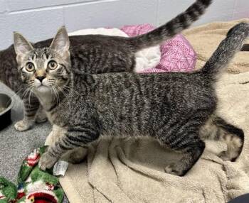 PRUE -  Domestic Short Hair Cat for Adoption in Kalamazoo, Michigan - PRUE | PetCurious