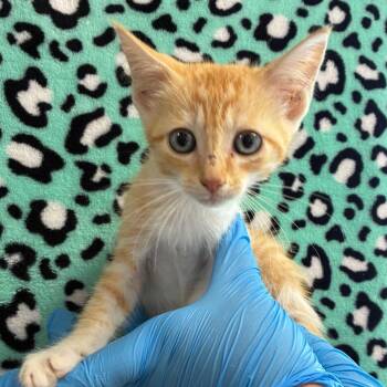 Insularis -  Domestic Short Hair Cat for Adoption in San Antonio, Texas - Insularis | PetCurious