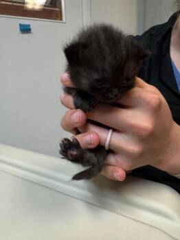 Domestic Short Hair Cats Available for Adoption in Winnipeg, Manitoba - Galop | PetCurious