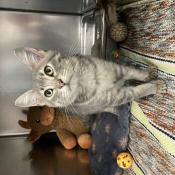Moto -  Domestic Short Hair Cat for Adoption in Saint Charles, Missouri - Moto | PetCurious