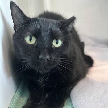 Domestic Short Hair Cats Available for Adoption in Matteson, Illinois - Panther | PetCurious