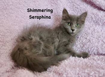 Nebelung and Maine Coon Cats Available for Adoption in St. Augustine, Florida - Shimmering Seraphina | PetCurious