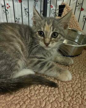 Domestic Short Hair Cats Available for Adoption in Novato, California - Egret | PetCurious