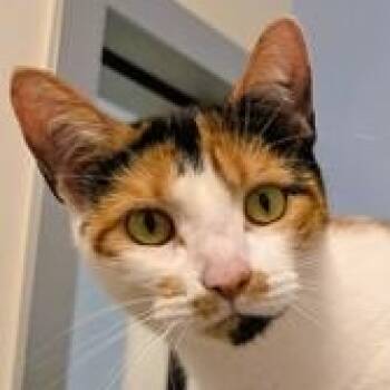 Twix -  Domestic Short Hair Cat for Adoption in Ithaca, New York - Twix | PetCurious