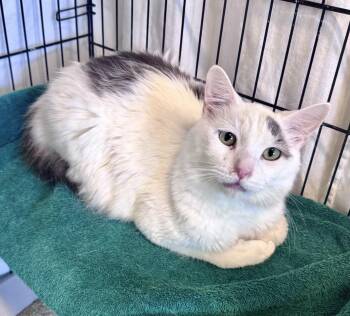 Domestic Medium Hair Cats Available for Adoption - Cutie | PetCurious