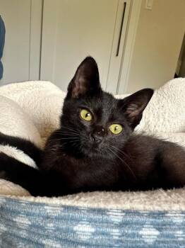 Expresso - Sweet and affectionate -  Domestic Short Hair Cat for Adoption in Muskego, Wisconsin - Expresso - Sweet And Affectionate | PetCurious