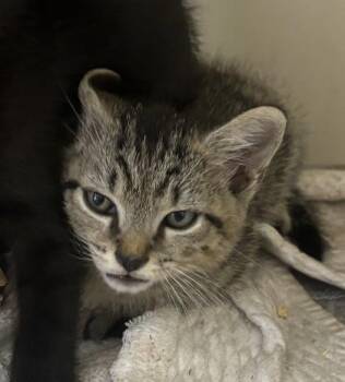 Alaric -  Domestic Short Hair Cat for Adoption in Chamblee, Georgia - Alaric | PetCurious