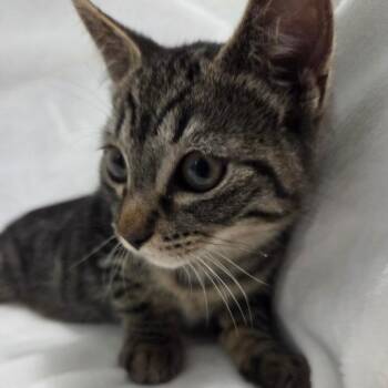 Domestic Short Hair Cats Available for Adoption in Brea, California - Horchata | PetCurious