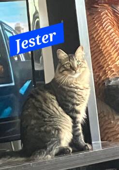 Jester -  American Shorthair Cat for Adoption in Albuquerque, New Mexico - Jester | PetCurious