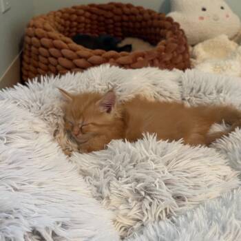 Domestic Long Hair Cats Available for Adoption in Bloomington, Illinois - Dr. Robby | PetCurious