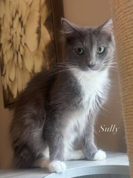 SULLY -  Domestic Medium Hair Cat Available for Adoption in Glen Raven, North Carolina - SULLY | PetCurious