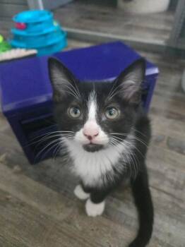 Hilti -  Domestic Short Hair Cat for Adoption in Murfreesboro, Tennessee - Hilti | PetCurious