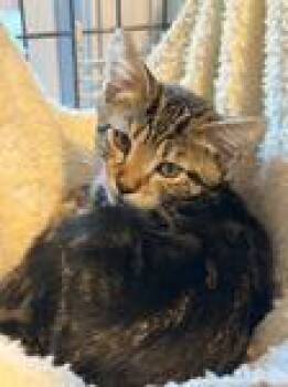 Scarlet -  Domestic Short Hair Cat for Adoption in Heathsville, Virginia - Scarlet | PetCurious