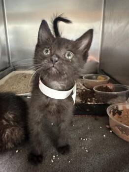 DIANA -  Domestic Short Hair Cat for Adoption in Riverside, California - DIANA | PetCurious