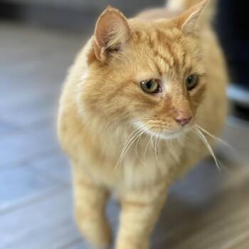 Domestic Long Hair Cats Available for Adoption - Tiger | PetCurious
