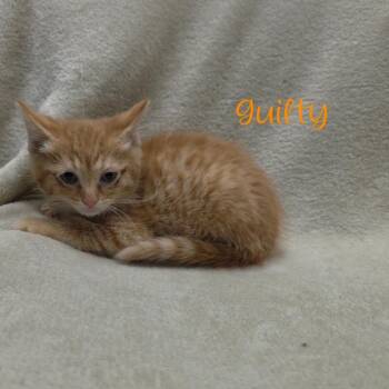 Guilty -  Domestic Medium Hair Cat for Adoption in Parkersburg, West Virginia - Guilty | PetCurious