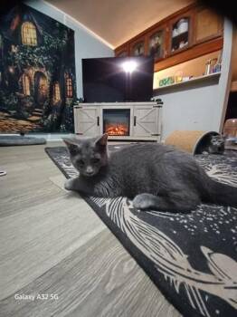 Yo-yo -  Domestic Medium Hair and Domestic Short Hair Cat for Adoption in Columbus, Indiana - Yo-yo | PetCurious