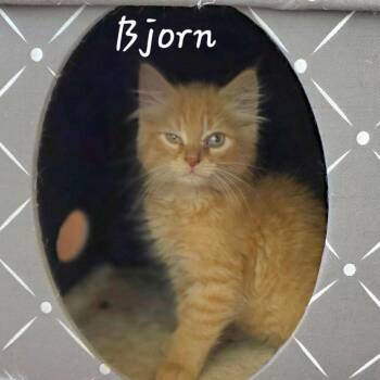 Bjorn -  Domestic Medium Hair Cat for Adoption in Waldorf, Maryland - Bjorn | PetCurious