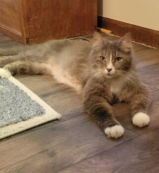 Pixel -  Domestic Medium Hair Cat for Adoption in Walled Lake, Michigan - Pixel | PetCurious