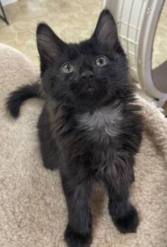 Domestic Long Hair Cats Available for Adoption in Neillsville, Wisconsin - Waldo | PetCurious