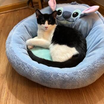 Masky C12100 -  American Shorthair Cat for Adoption - Masky C12100 | PetCurious