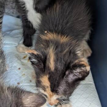 Fay -  Domestic Short Hair Cat for Adoption in Englewood, Florida - Fay | PetCurious