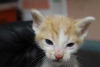 PONYA -  Domestic Short Hair Cat for Adoption in Columbia, South Carolina - PONYA | PetCurious