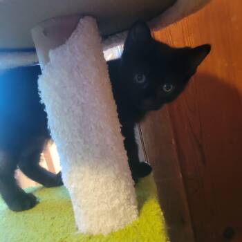 Chococat -  Domestic Short Hair Cat for Adoption in Garden City, Michigan - Chococat | PetCurious