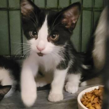 Miles -  Domestic Short Hair Cat for Adoption in Long Beach, California - Miles | PetCurious
