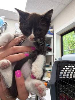 Heathcliff -  Domestic Short Hair Cat for Adoption in Pomona, New York - Heathcliff | PetCurious