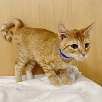 Sundrop -  Domestic Short Hair Cat for Adoption in Brentwood, Missouri - Sundrop | PetCurious