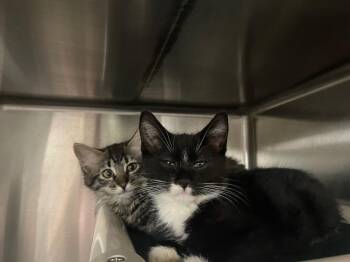 Domestic Medium Hair Cats Available for Adoption in Chico, California - Taz | PetCurious