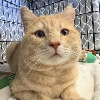Domestic Short Hair Cats Available for Adoption in Stamford, Connecticut - Mickey | PetCurious
