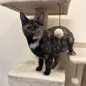 Domestic Short Hair and Tortoiseshell Cats Available for Adoption in Bolingbrook, Illinois - Gizzy | PetCurious