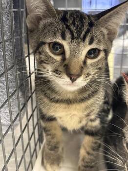 TIM -  Domestic Short Hair Cat for Adoption in Las Vegas, Nevada - TIM | PetCurious
