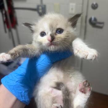 SAS-A-91727 -  Domestic Short Hair Cat for Adoption in Milton, Florida - SAS-A-91727 | PetCurious