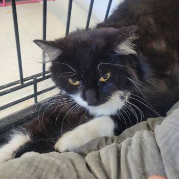 Sarah -  Domestic Long Hair Cat Available for Adoption in Clarksdale, Mississippi - Sarah | PetCurious