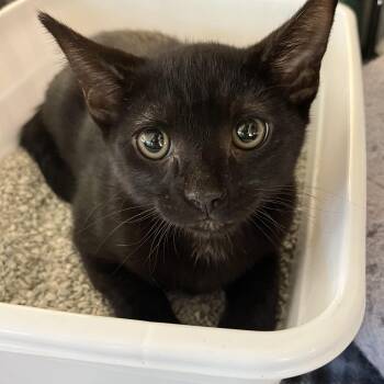 Domestic Short Hair Cats Available for Adoption - Draco 4184 | PetCurious